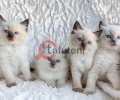 Ragdoll kittens for Adoption